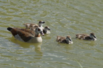 Nile goose (Alopochen aegyptiaca) with offspring, Nile, goose, Schwäbisch Hall, Germany