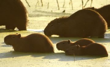 Capybara (Hydrochaeris hydrochaeris)