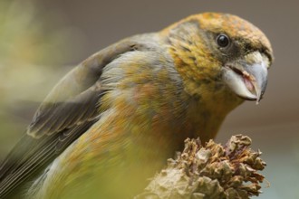 Spruce crossbill (Loxia curvirostra)