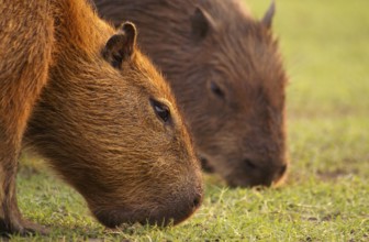 Capybara (Hydrochaeris hydrochaeris)