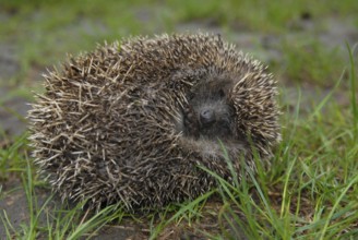 White-breasted hedgehog (Erinaceus concolor)