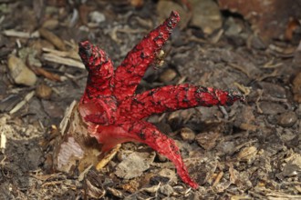 Cuttlefish mushroom (Clathrus archeri)