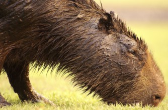 Capybara (Hydrochaeris hydrochaeris)