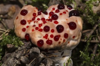 Bleeding cork stinging (Hydnellum peckii)