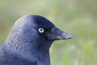 Jackdaw