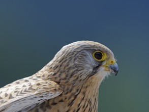 Kestrel (Falco tinnunculus)