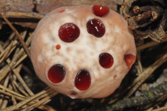 Bleeding cork stinging (Hydnellum peckii)