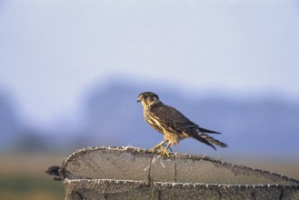 Merlin - on hawk's basket (Falco columbarius)