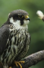 Hobby (Falco subbuteo)