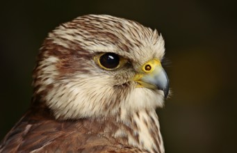 Merlin (Falco columbarius)