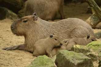 Capybara (Hydrochoerus hydrochaeris)