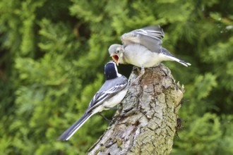 White wagtail (Motacilla alba)
