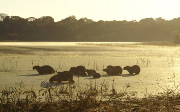 Capybaras in the Pantanal (Hydrochaeris hydrochaeris)