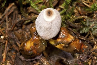 Small nesting star (Geastrum quadrifidum)