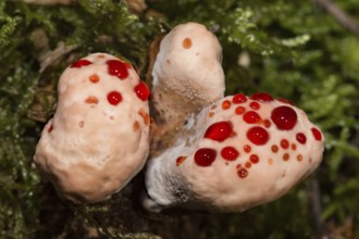 Bleeding cork stinging (Hydnellum peckii)