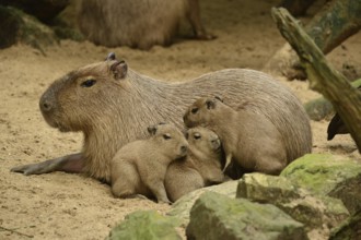 Capybara (Hydrochoerus hydrochaeris)