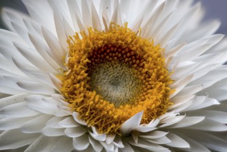 Garden strawflower (Xerochrysum bracteatum (Vent.) Tzvelev, syn. Helichrysum bracteatum (Vent.)