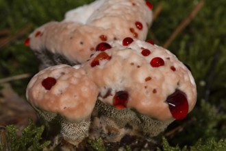 Bleeding cork stinging (Hydnellum peckii)