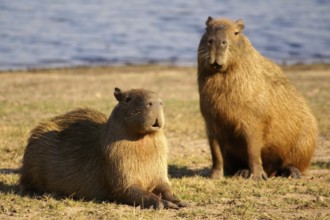 Capybara (Hydrochaeris hydrochaeris)
