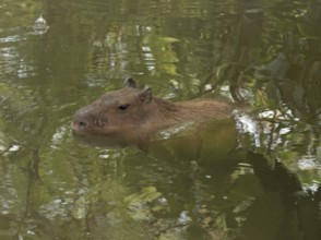 Capybara (Hydrochoerus hydrochaeris)