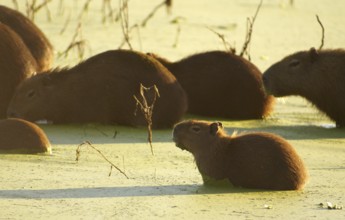 Capybara (Hydrochaeris hydrochaeris)