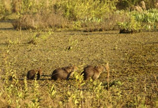 Capybaras in the Pantanal (Hydrochaeris hydrochaeris)