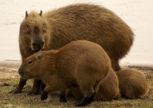 Capybara (Hydrochaeris hydrochaeris)