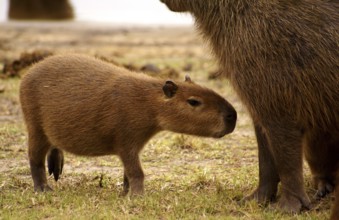 Capybara (Hydrochaeris hydrochaeris)