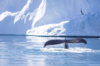 Humpback whale in the waters of Greenland (Megaptera novaeangliae)