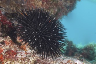 Arbacia lixula (Arbacia lixula)