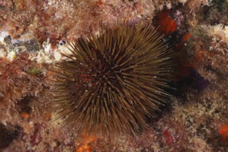 Stone urchin (Paracentrotus lividus)