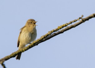 Chiffchaff (Phylloscopus collybita)