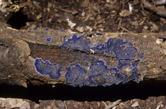 Blue bark fungus (Terana caerulea)