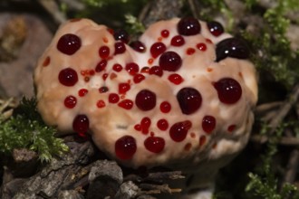 Bleeding cork stinging (Hydnellum peckii)