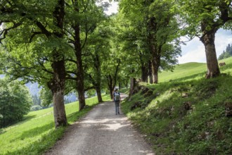 Hiker on a path with an avenue of trees, near the historic farming village of Gerstruben,
