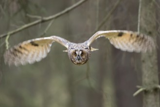 In the forest... Bengal Eagle Owl (Bubo bengalensis), also known as Indian Eagle Owl, owl in