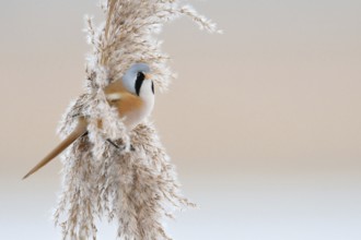 In winter... Bearded Tit (Panurus biarmicus), adult male in splendid plumage, summer plumage,