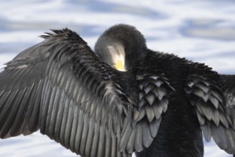 Great cormorant (Phalacrocorax carbo) adult bird drying its wings on a tree branch, Norfolk,