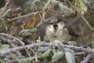 House sparrow (Passer domesticus) adult male bird in a hedgerow in winter, Norfolk, England, United