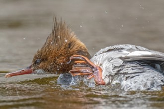 Common merganser (mergus merganser), Female scratching her neck, Close-up of the feet, La Mauricie
