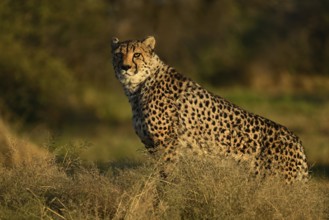 Cheetah (Acinonyx jubatus), Namibia