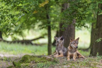 Two gray wolves (Canis lupus lupus) resting on a small hill in the deep shade of the forest