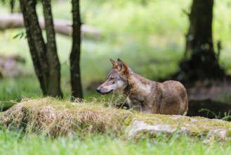 A gray wolf (Canis lupus lupus) stands at the edge of the forest on a cloudy day