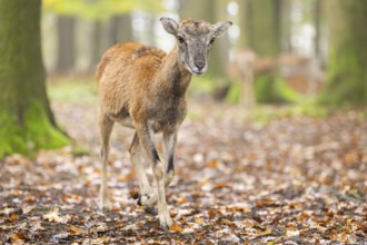 European mouflon (Ovis aries musimon) sheep (female) walking in a forest in autumn, Bavaria,