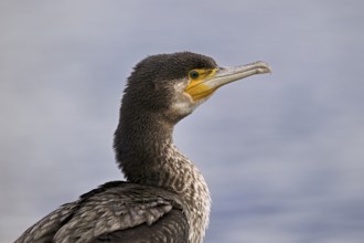 Cormorant (Phalacrocorax carbo), Switzerland