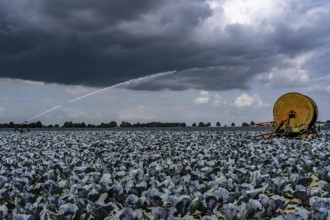 Agriculture, artificial irrigation of a field, irrigation system, cabbage cultivation, red cabbage,