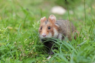 A European hamster (Cricetus cricetus) collects herbs, grass and daisies in a fresh green meadow