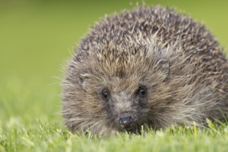 European hedgehog (Erinaceus europaeus) adult animal on an urban garden grass lawn, England, United