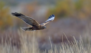 Young male marsh harrier (Circus aeruginosus), flight, Castilla-La Mancha, Spain