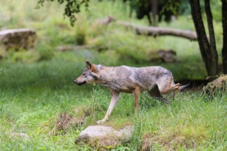 A gray wolf (Canis lupus lupus) walks along the edge of the forest on a cloudy day